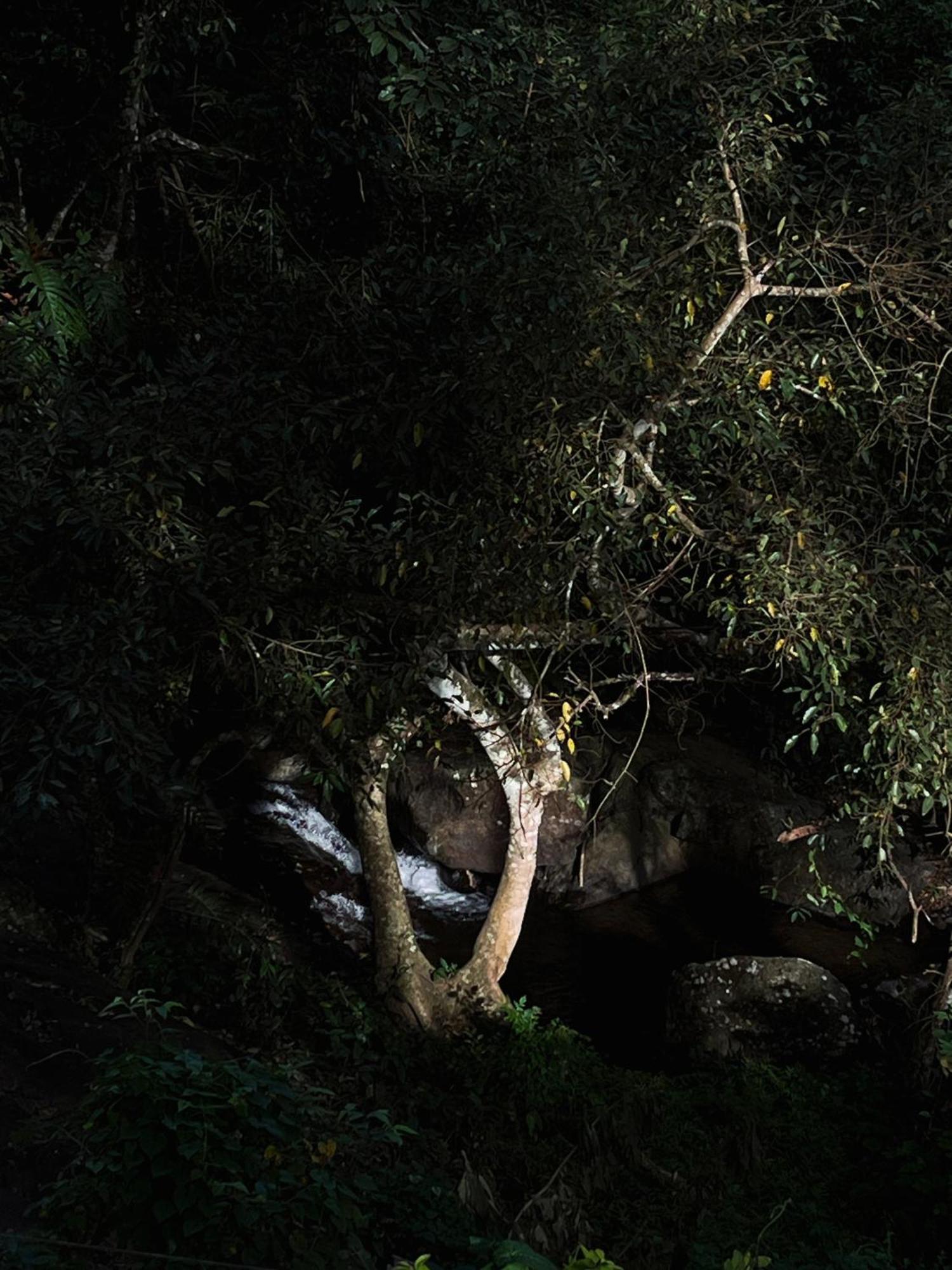 Mahout Resort Wayanad - An Experiential Jungle Stay With Waterfall Kalpetta Exterior foto